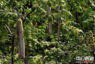 天天扒土查岗，适得其反