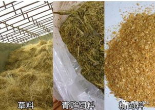 育肥牛喂饲料比例中，玉米、豆粕、麦麸、青贮饲料各占多少比例最为适宜？