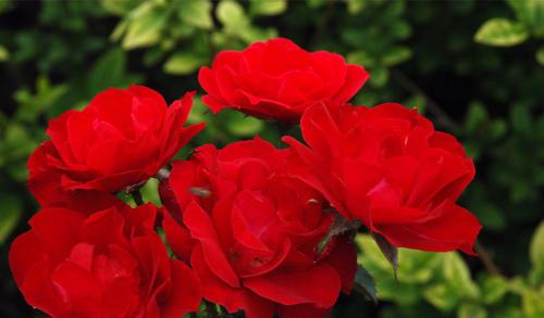 月季的世界：从野生到培育