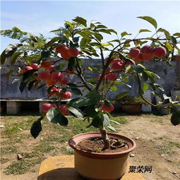 嫁接步骤详解