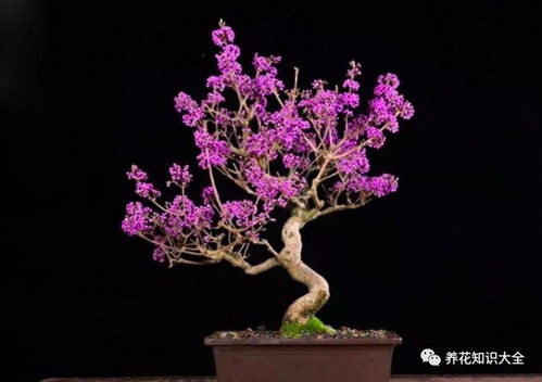 嘉宝果浇水需要注意什么？有哪些养护浇水技巧
