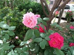 月季花：四季平安的寓意