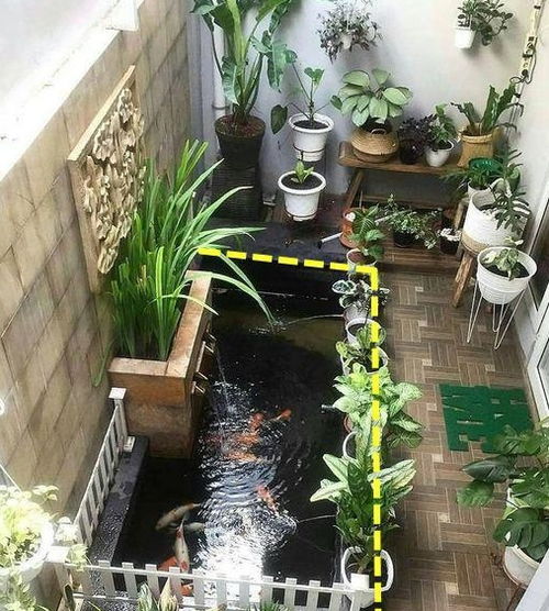 荷花：露天鱼池的绿色明珠