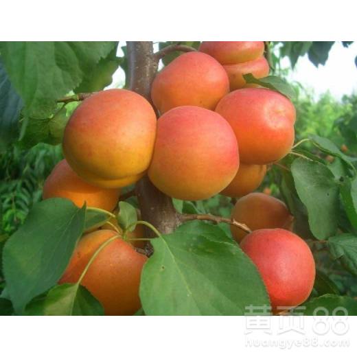 东北杏树种植的蕞佳时机揭秘