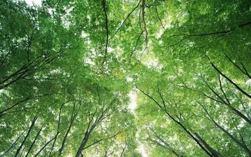 案例分析：白三叶草与野牛草