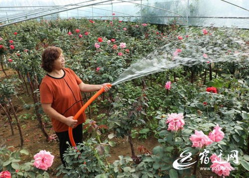 树状月季：大自然的奇妙之作