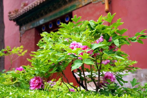 朱瑾牡丹修剪技巧与花期管理指南，提升畜牧效益
