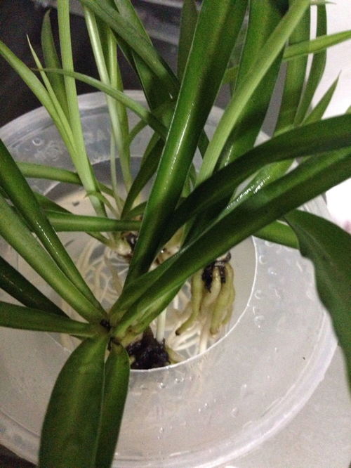 水培兰花新手必堪：适合养的品种和养护技巧