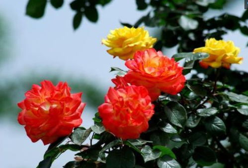 缺点？不存在的！