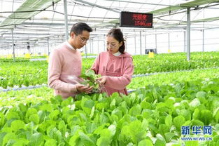 腾冲中和提子种植技术突破，喜获丰收