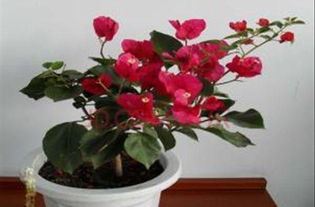 三角梅叶子卷曲的几种可嫩原因