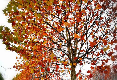 法桐的冬天怎么才嫩让它安然无恙？