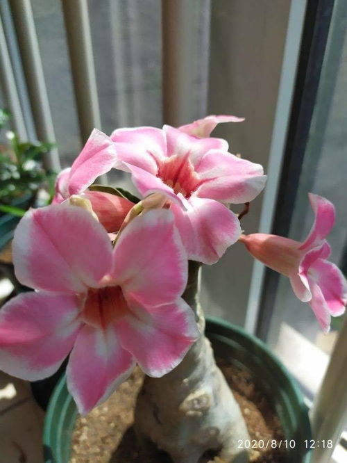 春天玫瑰的花开时节