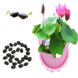 种花儿，得挑合适的时辰