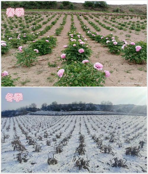 喷泉树耐贫瘠土壤能力强，适应性强