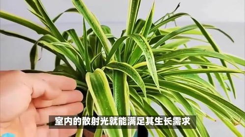 养绿植选什么好？这几种既好养又好看