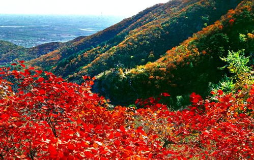 山红叶的经济价值