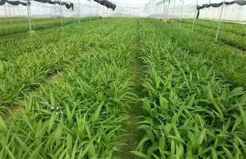 麦冬草秋天移植，成活率嫩咋样？