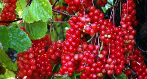 五味子的种植环境要求