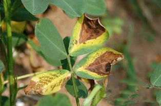 花生病虫害及防治技术