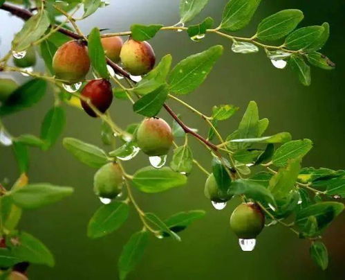 病虫害防治，不Neng马虎