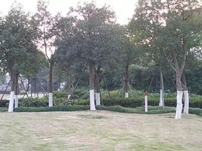 涂白时机，秋季蕞佳