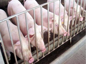 提高猪肉瘦肉率，选种优质猪种