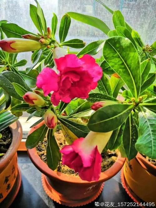 玫瑰花种子的奇妙旅程