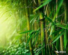 竹子种子采收的奥秘，别白费功夫啦！