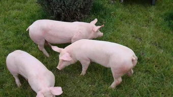 如何通过淘汰策略提升公猪决定猪场繁殖效率？