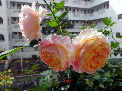 6. 克莱尔奥斯汀月季 Claire Austin