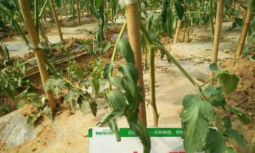 臭菌腈：使用时要注意什么？