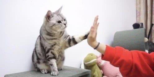 猫咪食盐中毒的原因是什么？过量摄入食盐会对猫咪的健康造成哪些危害？