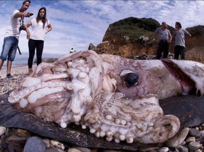 日本专家捕捉到8米巨型乌贼，刷新海洋生物记录