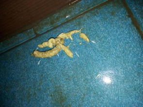 花盆土里有小白虫？试试这招