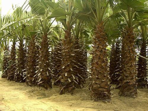 华盛顿棕种子的生长速度:补光系统的威力