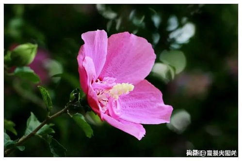 木槿花：美好含义的花卉