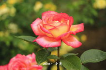 月季花，优雅与高贵的代表