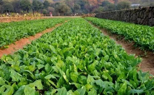 夏天里种叶菜，6月种啥好？