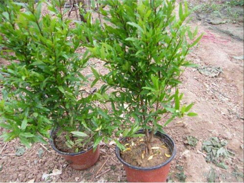 四、 土壤与花盆：小石榴的“新家”