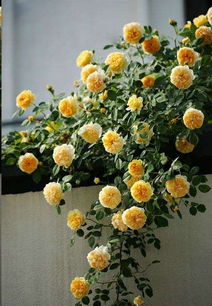 入冬啦！北方藤本月季养护攻略，让你来年花开满墙！