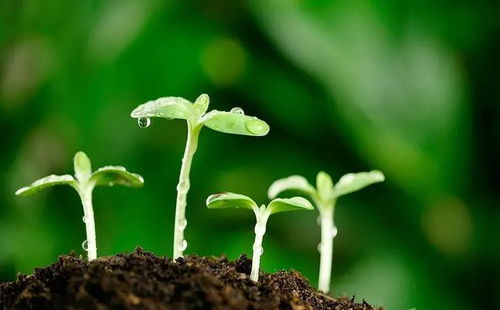 那些墙角的野花， 也在努力生长