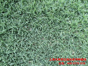 寻找完美草坪：矮小、 整洁、不用剪