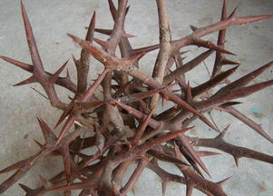 干旱与半干旱地区的带刺树木