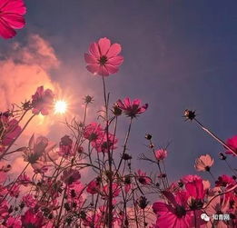 格桑花语知多少？适合送给谁