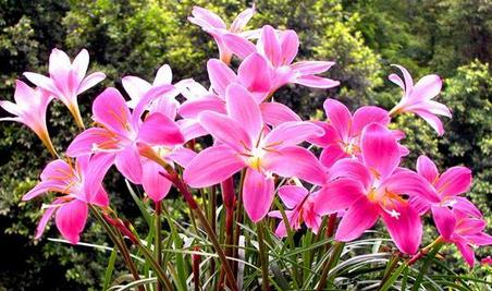 云南红塔集团：花界茅台