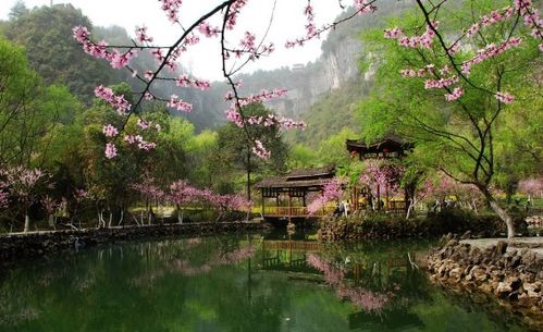 “探寻花界珍宝，核桃花源地揭秘！”