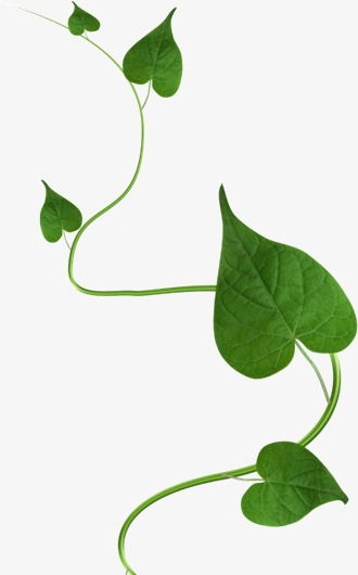 落叶玫瑰：枫叶的变身秀