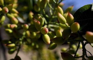 二、 果树害虫的救星：阿维甲氯的广泛应用