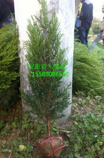 保护措施， 防冻是重点